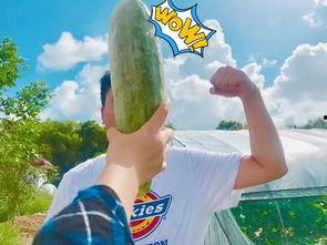 吃瓜网红视角图片,揭秘网红视角下的美食盛宴