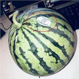 网红吃瓜aaa,揭秘娱乐圈幕后真相